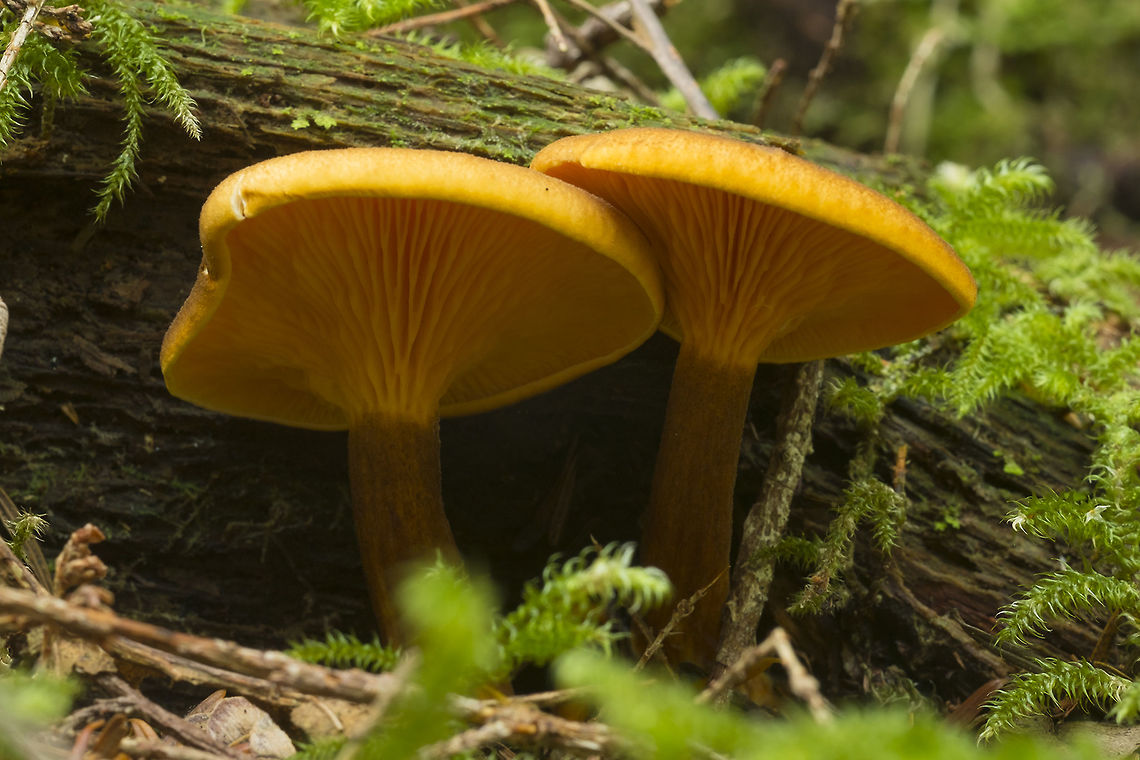 Hygrophoropsis rufa  Fall,Geotagged,Hygrophoropsis rufa,United States
