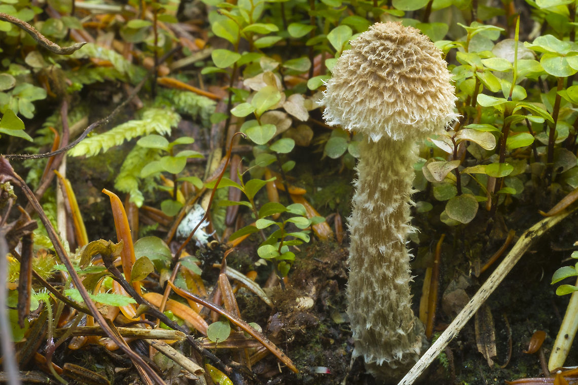 Shaggy dog mushroom this one is totally bizarre... <br />
It&#039;s not nearly so shaggy when it gets bigger - I don&#039;t think I&#039;d ever have recognized it without help (thanks to Mikael over at Mushroom World). Fall,Geotagged,Greenfoot Fibrecap,Inocybe calamistrata,United States