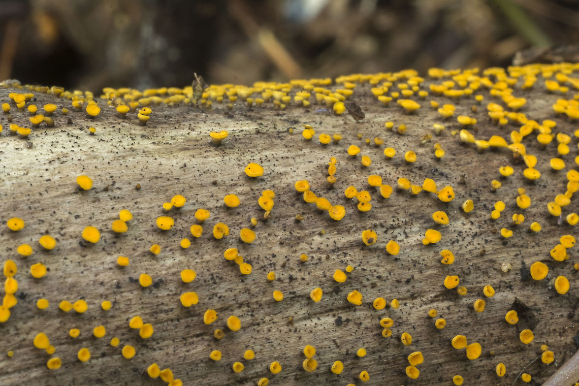 Lemon Disco  Bisporella citrina,Fall,Geotagged,United States