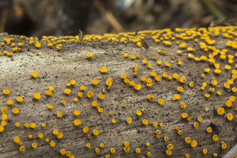Lemon Disco  Bisporella citrina,Fall,Geotagged,United States