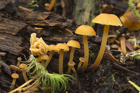 Chrysomphalina chrysophylla  Chrysomphalina chrysophylla,Fall,Geotagged,United States