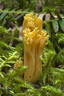 Yellow/orange ramaria  Fall,Geotagged,United States