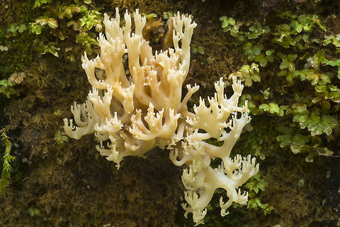 White coral growing on a log I've never seen a ramaria growing from a stump quite like this.. but I'm still not sure which one it is.. Fall,Geotagged,United States