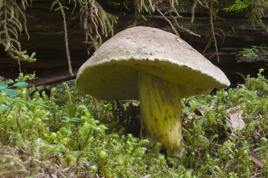 Boletus coniferarum  Boletus coniferarum,Fall,Geotagged,United States