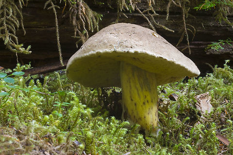Boletus coniferarum  Boletus coniferarum,Fall,Geotagged,United States