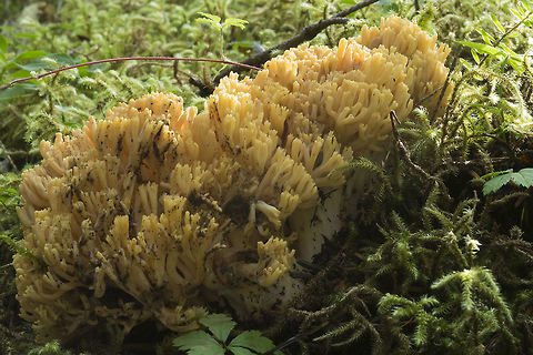 large yellow/orange Ramaria  Fall,Geotagged,United States