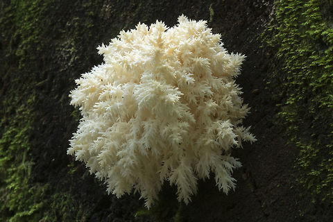 Lovely snowflake - Coral tooth  Fall,Geotagged,Hericium coralloides,United States