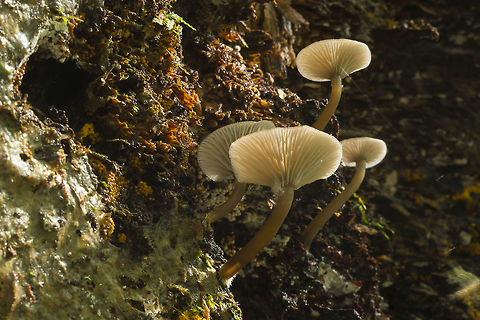 Hydropus marginellus  Fall,Geotagged,Hydropus marginellus,United States