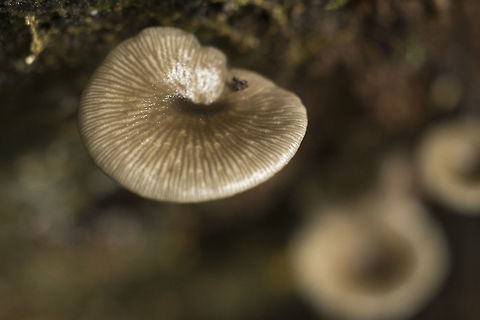 Hydropus marginellus cap Fall,Geotagged,Hydropus marginellus,United States