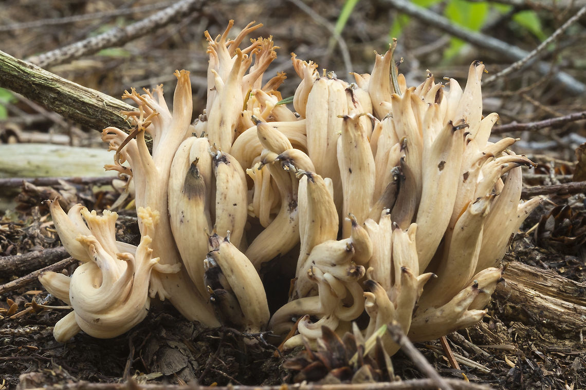 Chunky Ramaria I&#039;m not sure if this one is simply old or grows this way - it&#039;s chubbier than anything I&#039;ve come across before with little orange branches just at the tips<br />
possibly Clavulina cinerea Fall,Geotagged,United States