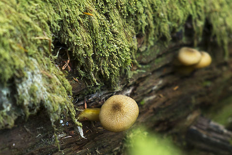 Honey Mushrooms  Armillaria sinapina,Fall,Geotagged,United States