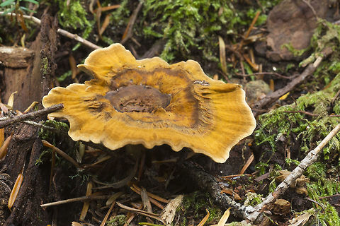 Coltricia perennis  Coltricia perennis,Fall,Geotagged,United States