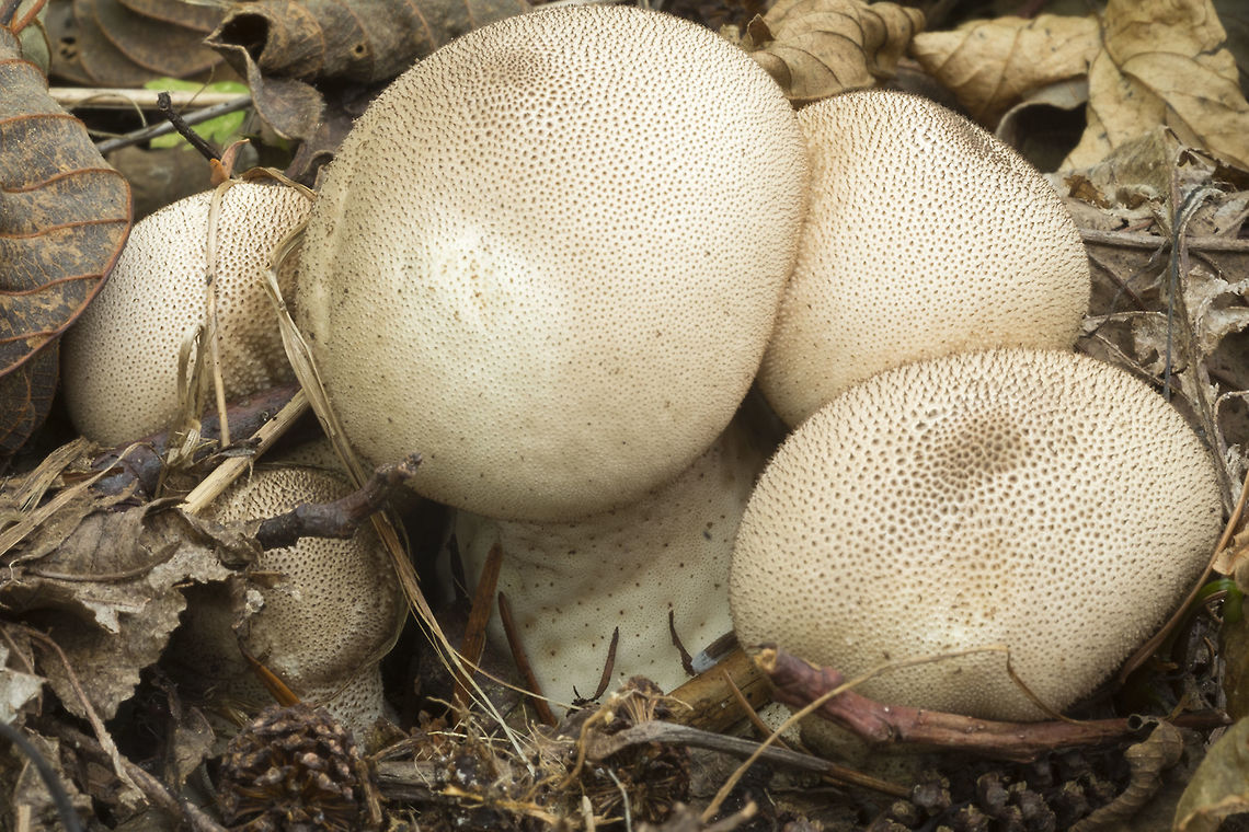 Earthballs  Fall,Geotagged,Scleroderma areolatum,Scleroderma verrucosum,United States