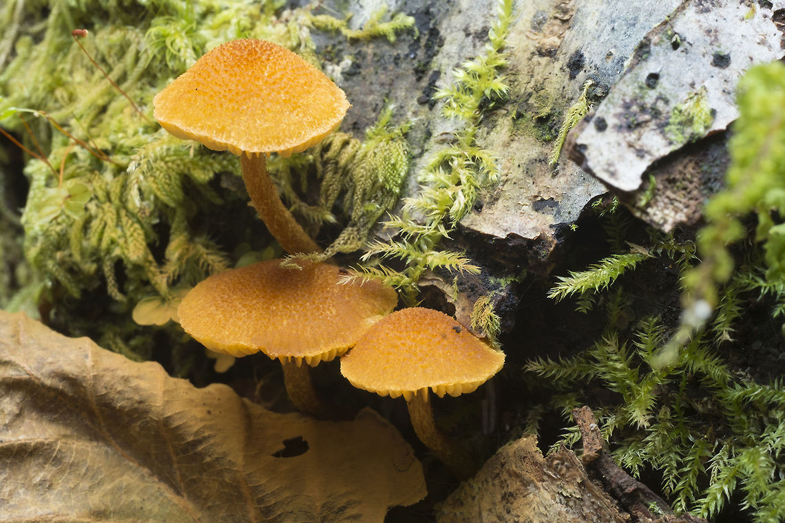 Orange waxy mushrooms more Chrysomphalina chrysophylla? They don't look quite the same.... Fall,Geotagged,United States
