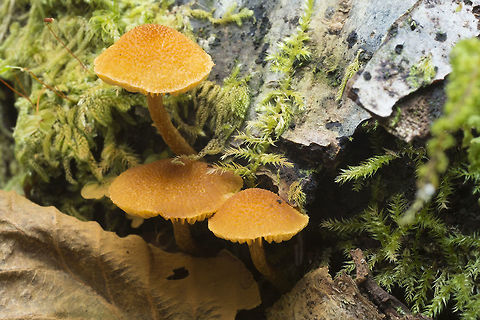 Orange waxy mushrooms more Chrysomphalina chrysophylla? They don't look quite the same.... Fall,Geotagged,United States