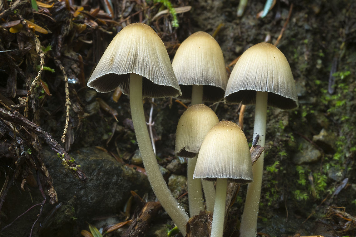 Coprinellus impatiens - small inky caps  Coprinellus impatiens,Fall,Geotagged,United States