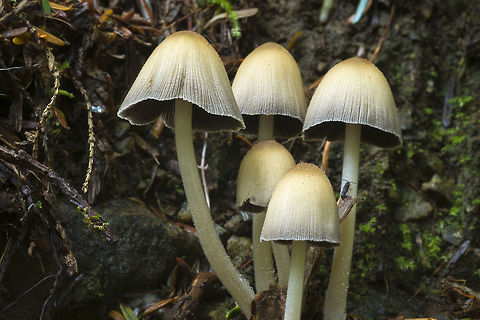 Coprinellus impatiens - small inky caps  Coprinellus impatiens,Fall,Geotagged,United States