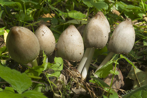 Common Inky Cap  Coprinopsis atramentaria,Fall,Geotagged,United States