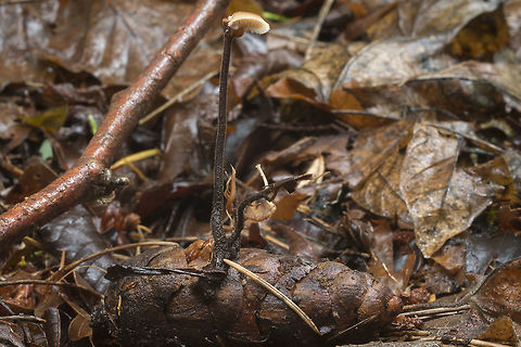 Ear Pick Fungus  Auriscalpium vulgare,Fall,Geotagged,United States