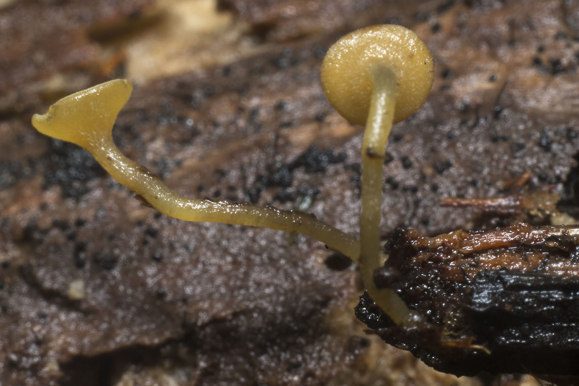 Lanzia luteovirescens  Fall,Geotagged,Lanzia luteovirescens,United States