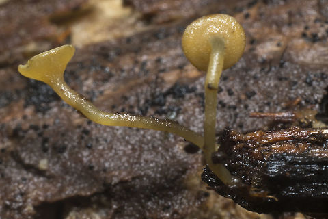 Lanzia luteovirescens