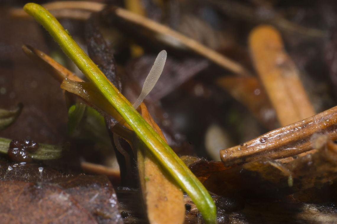 Typhula species tiny<br />
possibly Typhula setipes<br />
Typhula is a genus of clavarioid fungi in the order Agaricales. Species of Typhula are saprotrophic, mostly decomposing leaves, twigs, and herbaceous material. Basidiocarps (fruit bodies) are club-shaped or narrowly cylindrical and are simple (not branched) Fall,Geotagged,United States