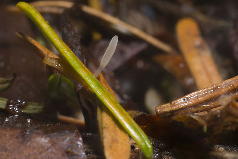 Typhula species tiny
possibly Typhula setipes
Typhula is a genus of clavarioid fungi in the order Agaricales. Species of Typhula are saprotrophic, mostly decomposing leaves, twigs, and herbaceous material. Basidiocarps (fruit bodies) are club-shaped or narrowly cylindrical and are simple (not branched) Fall,Geotagged,United States