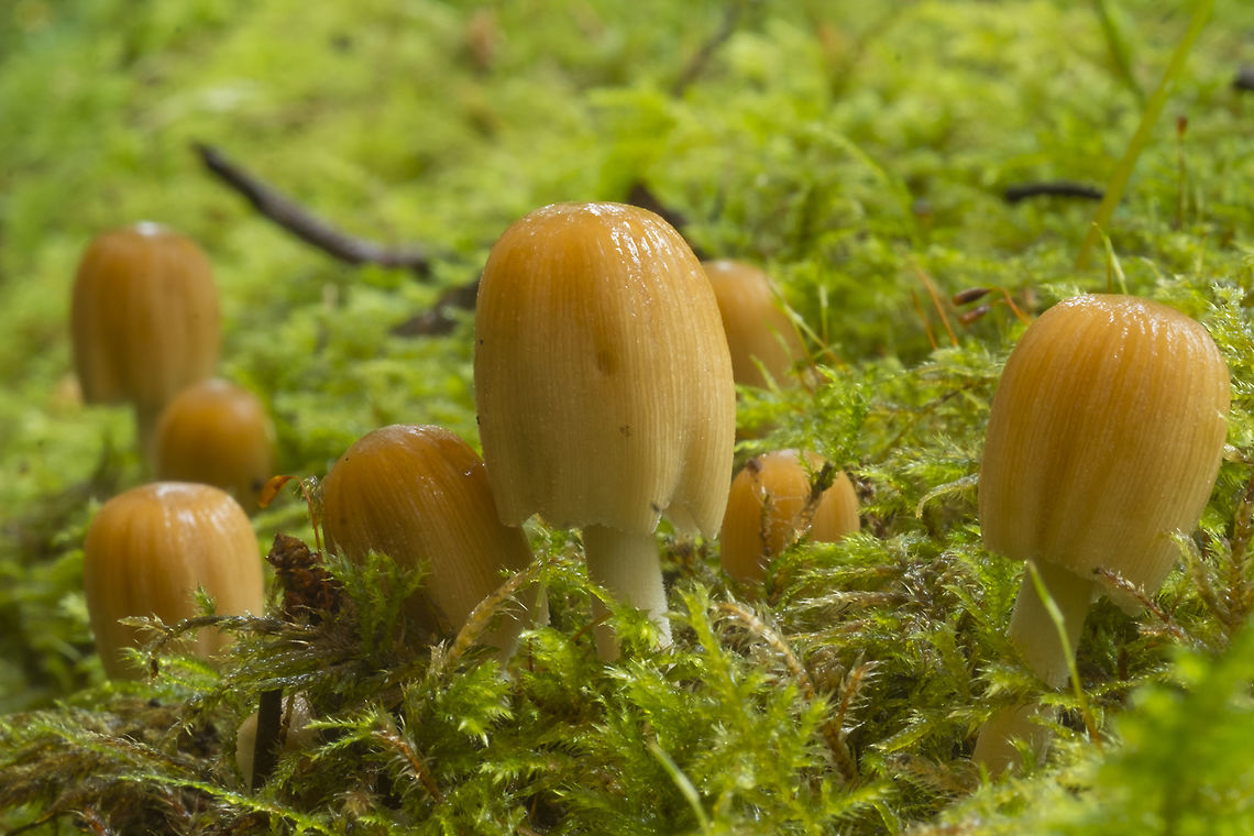 Glistening Inky Caps these look very much like a variety of inky cap, but I cut one in half and the gills were quite white... after some more research, I do think these are inky caps, just very young ones. Though because they are wet, you do have to look rather closely to see the granules on the surface, but they are there. The gills, I think, were not fully formed and black yet. Coprinellus micaceus,Fall,Geotagged,United States