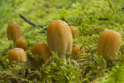 Glistening Inky Caps these look very much like a variety of inky cap, but I cut one in half and the gills were quite white... after some more research, I do think these are inky caps, just very young ones. Though because they are wet, you do have to look rather closely to see the granules on the surface, but they are there. The gills, I think, were not fully formed and black yet. Coprinellus micaceus,Fall,Geotagged,United States