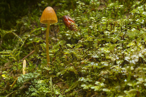 Golden galerina more than 4 species virtually identical to the naked eye... could be G. subfiliformis/pumila/semilanceata/heterocystis/dimorphocystis...  Fall,Geotagged,United States