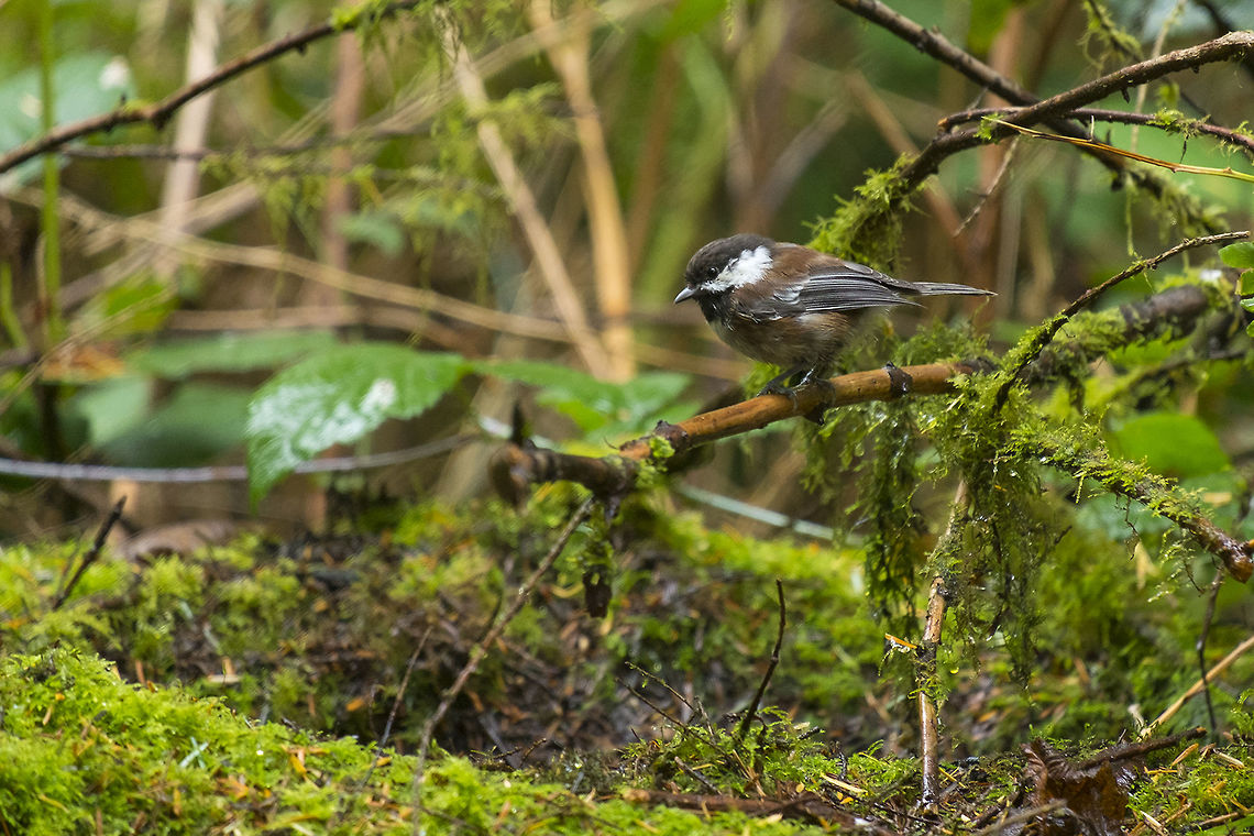 Chestnut backed Chickadee  Fall,Geotagged,Poecile rufescens,United States,chestnut-backed chickadee