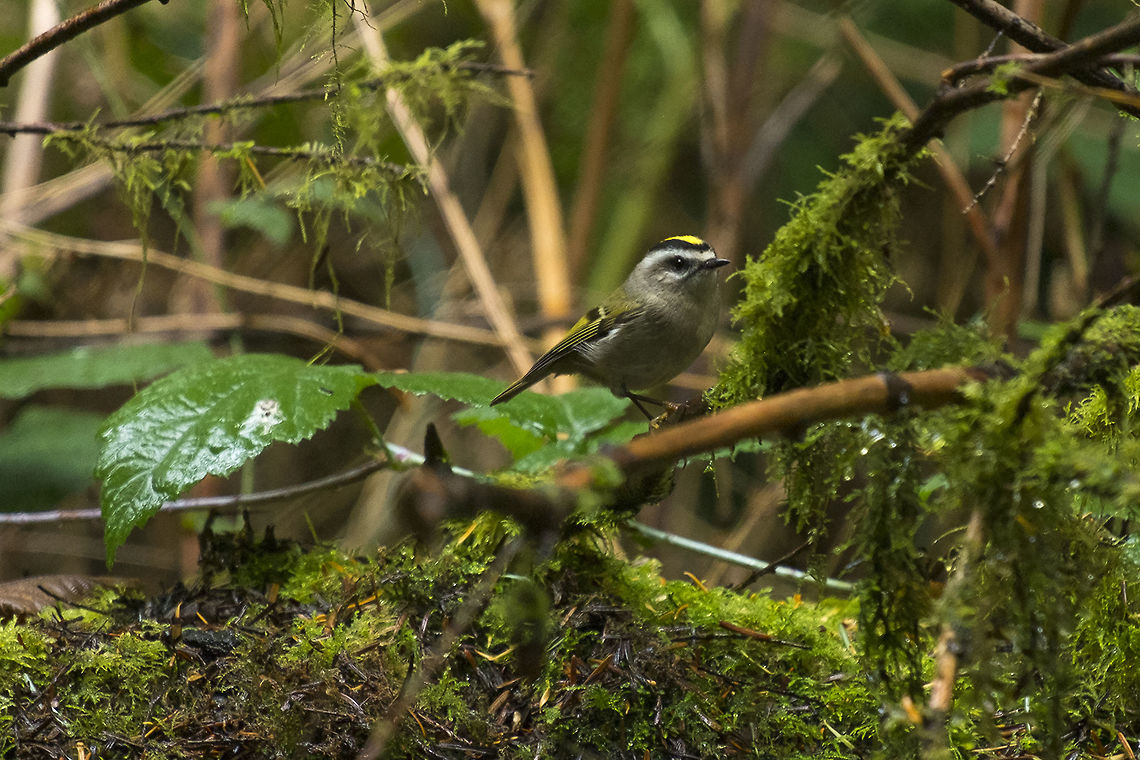 Gold Crowned Kinglet  Fall,Geotagged,Golden-crowned kinglet,Regulus satrapa,United States