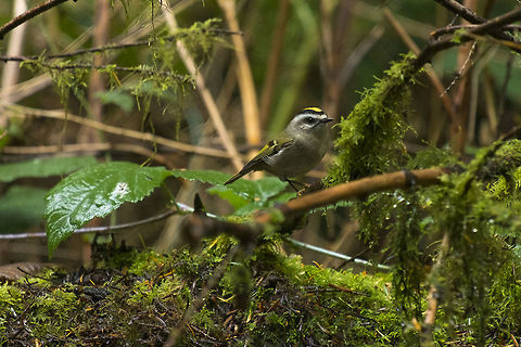 Gold Crowned Kinglet  Fall,Geotagged,Golden-crowned kinglet,Regulus satrapa,United States