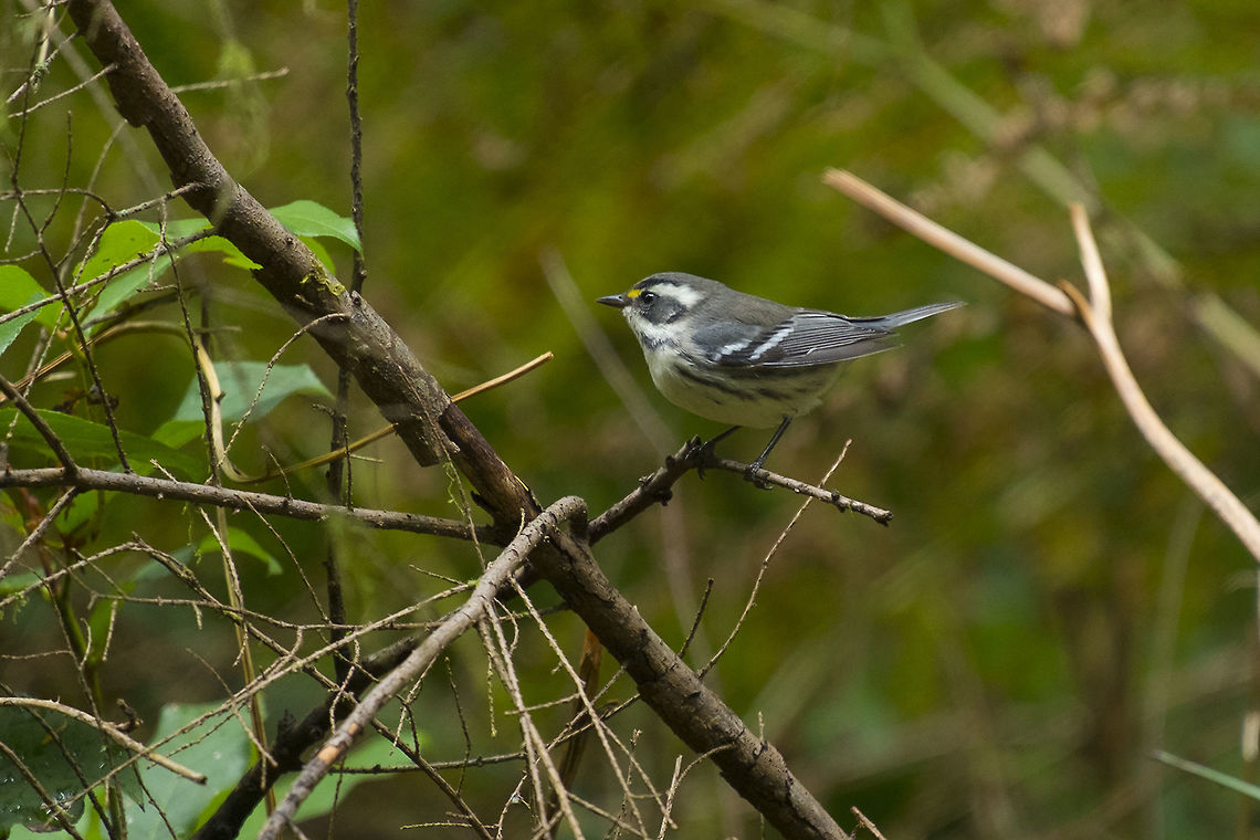 Black Throated Grey Warbler Female (they don't have the black throat...) Black-throated gray warbler,Fall,Geotagged,Setophaga nigrescens,United States