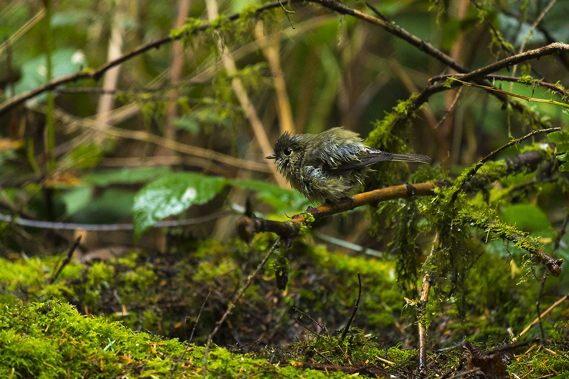 Bath time wet little birdie - I thought this was another kinglet, but I have a photo before he took the plunge into the pool and it turns out he&#039;s a vireo Fall,Geotagged,Huttons vireo,United States,Vireo huttoni
