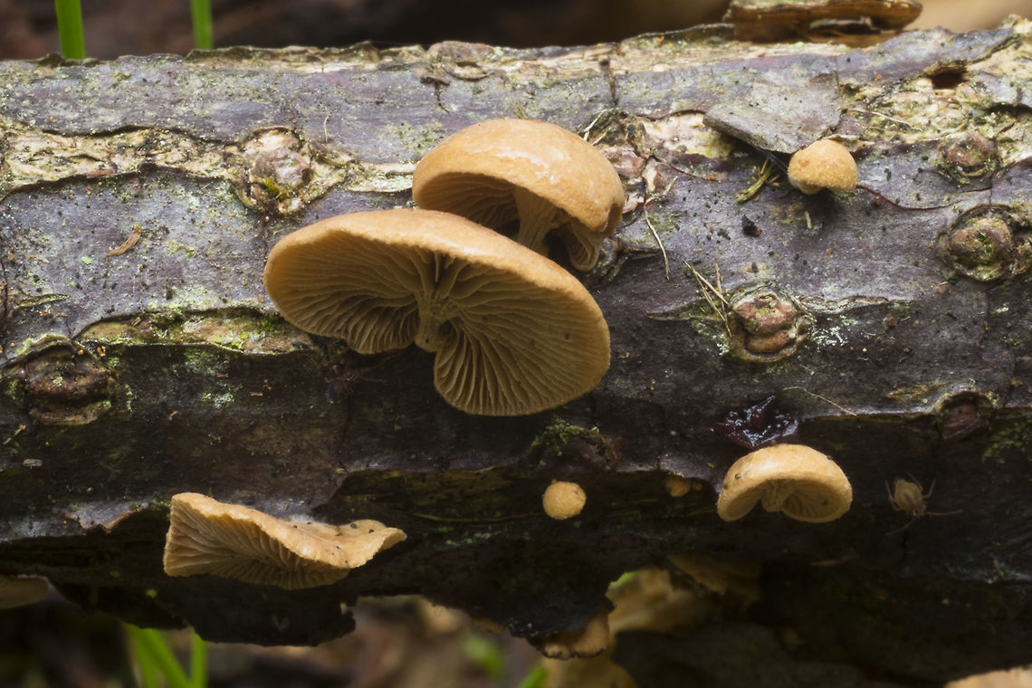 Wood Oysterling aka Melanotus horizontalis and about a dozen others..  Deconica horizontalis,Fall,Geotagged,United States