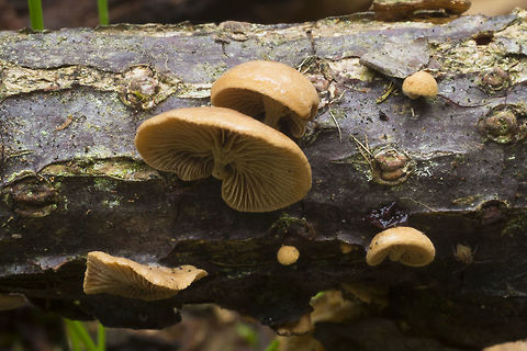 Wood Oysterling aka Melanotus horizontalis and about a dozen others..  Deconica horizontalis,Fall,Geotagged,United States