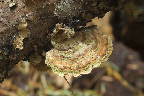 Small Turkey Tail with a little algae staining Fall,Geotagged,Trametes versicolor,Turkey tail,United States