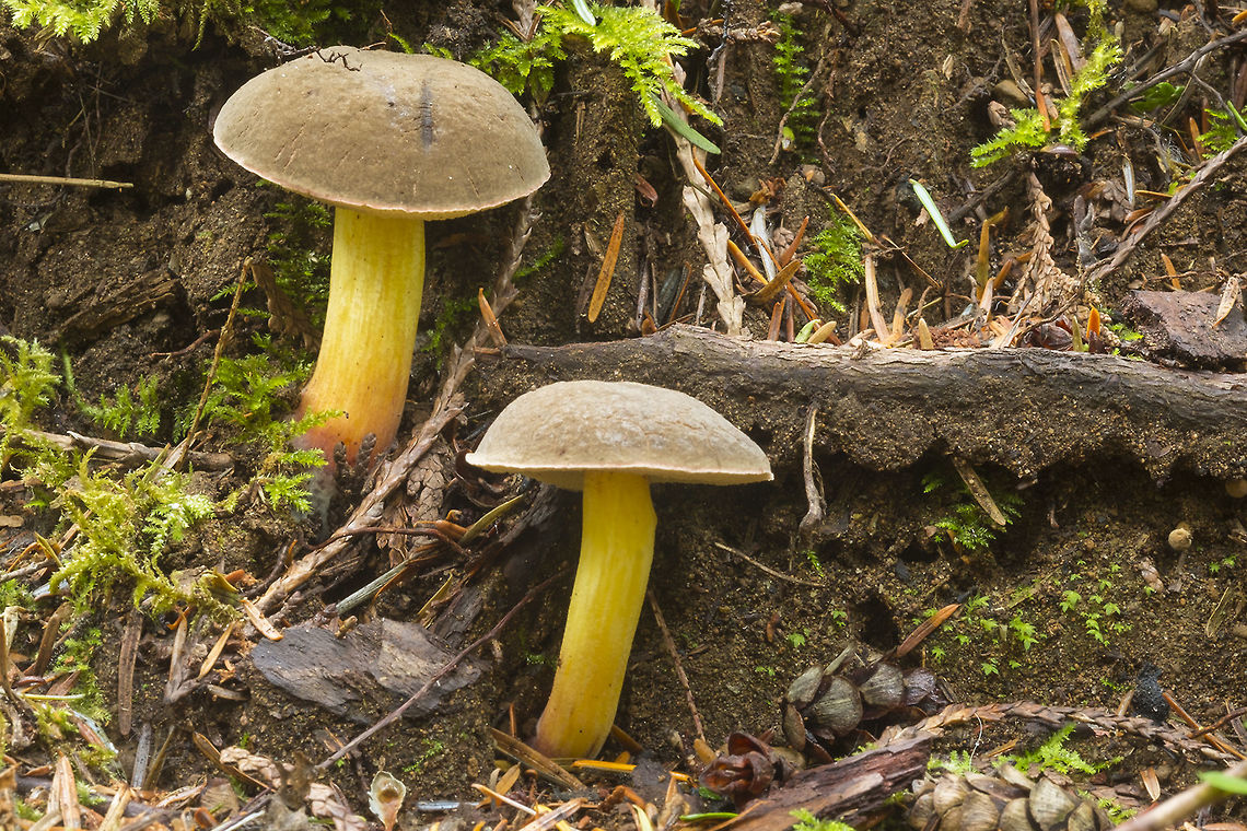 Suede Boletes very young specimens, the cap looks velvety before it dries and cracks Fall,Geotagged,United States,Xerocomus subtomentosus,Yellow-cracked bolete