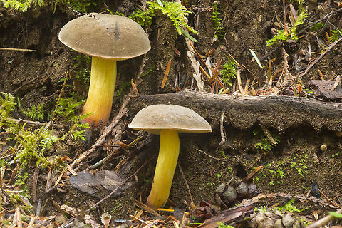 Suede Boletes very young specimens, the cap looks velvety before it dries and cracks Fall,Geotagged,United States,Xerocomus subtomentosus,Yellow-cracked bolete