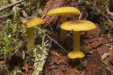 Yellow/orange waxy mushrooms I think these may be the same kind that confounded me last weekend... identification will certainly be an ongoing process. Chrysomphalina chrysophylla,Fall,Geotagged,United States
