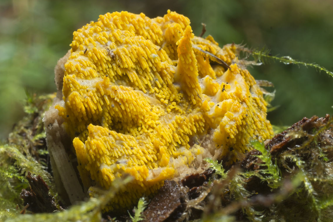 Fungi or Slime mold!? I&#039;m not sure about this one... it&#039;s not quite the right shape for a Mucronella, but slime molds usually look more like balls on stalks.. leaning towards slime mold. Fall,Geotagged,United States