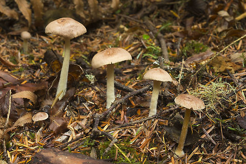 All in a row small, slightly rosy tan, gilled mushrooms Fall,Geotagged,United States