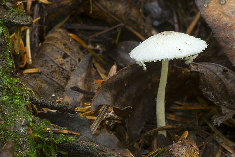 Skullcap Dapplerling slightly different presentation - cap opened flat Fall,Geotagged,Leucocoprinus brebissonii,Skullcap dapperling,United States