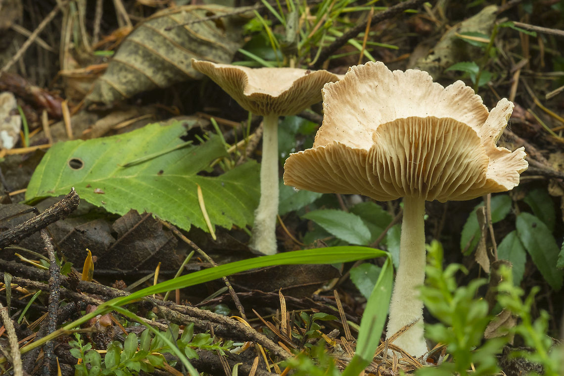 Wavy white mushrooms  Fall,Geotagged,Gymnopus peronatus,United States,Wood Woolyfoot
