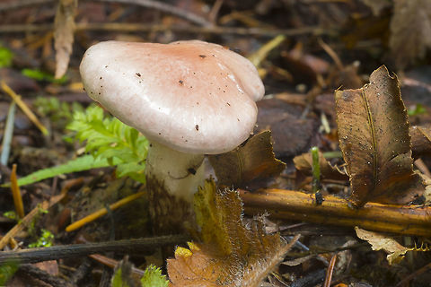 Gomphidus  Fall,Geotagged,Gomphidius oregonensis,United States,gomphidius oregonensis