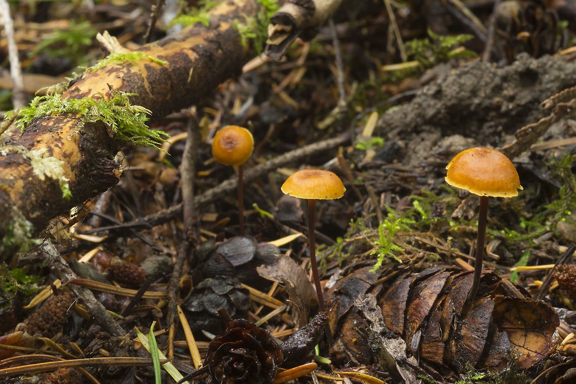 Xeromphalina cauticinalis  Fall,Geotagged,United States,Xeromphalina cauticinalis