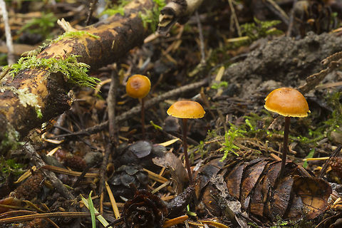 Xeromphalina cauticinalis  Fall,Geotagged,United States,Xeromphalina cauticinalis