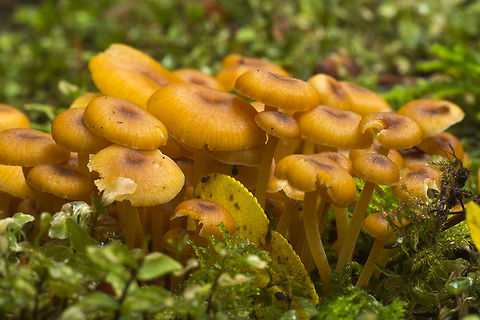 Golden Trumpet  Fall,Geotagged,United States,Xeromphalina campanella