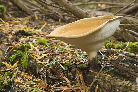 Polyporus leptocephalus  Blackfoot polypore,Cerioporus leptocephalus,Coltricia cinnamomea,Fall,Geotagged,United States